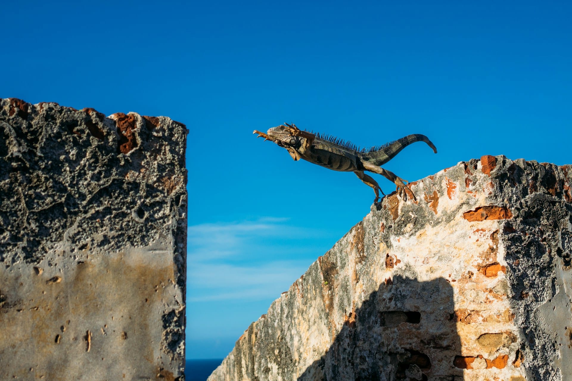 Iguana jumping a gap between buildings.